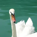 Waldmühle Sankt Georgen im Attergau