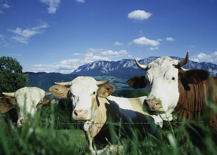 Waldmuehle فندق 3*